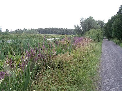 Peat bog circuit