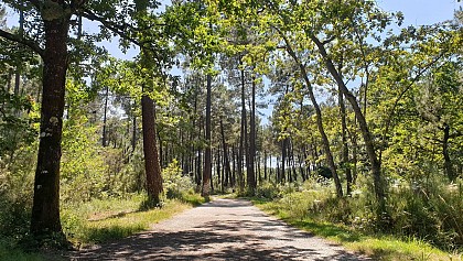 Balade à roulettes : Forêt de Migelane - La balade géologique
