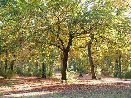 Balade à roulettes : Le parc de la Cheneraie