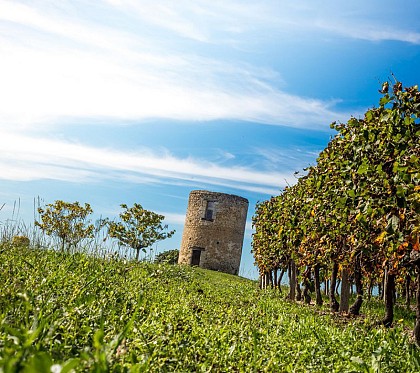 Boucle des Moulins - CIVRAC DE BLAYE/SAINT SAVIN