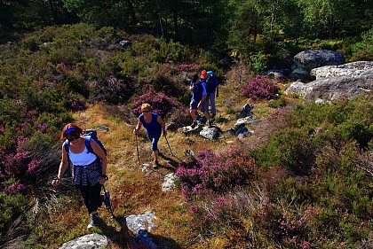 Milly-la-Forêt and the Coquibus