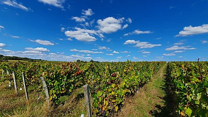 CIRCUIT PÉDESTRE LES VIGNES