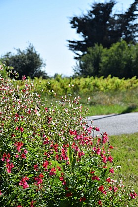 Boucle de l'Estuaire