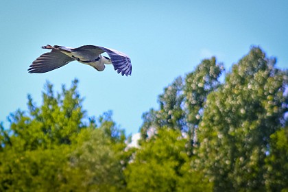 Pâtis Park - Butterfly's Loop