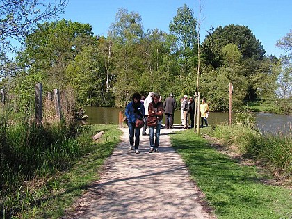 Walking trail of the swamps