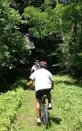 Les murmures de la forêt