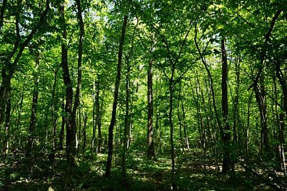 SENTIER DE LA FORÊT ENCHANTÉE