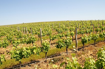 Circuit autour des vignobles