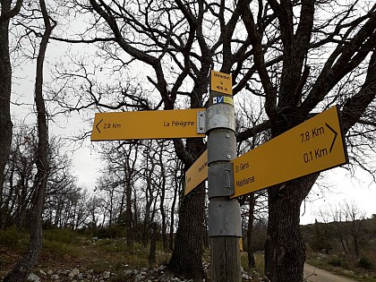 Pérégrine et fonds de Gorges de La Nesque - Venasque