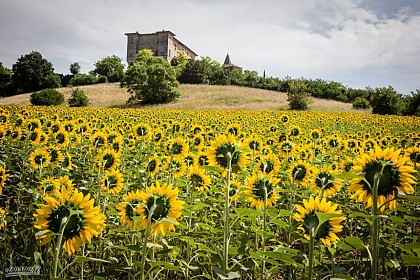 SUR LES PAS DES COMTES D'ARMAGNAC