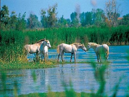 A la découverte de l'Etang de Vaccarès