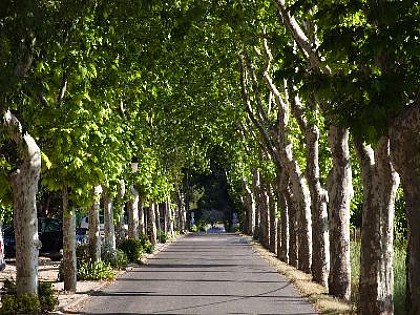 Un tour des Alpilles à partir d'Arles