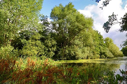 Bléharies severed meander bird watching walking tour - 2km