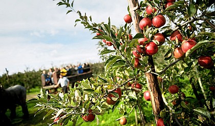 A tour of the plant and tree nurseries at Lesdain