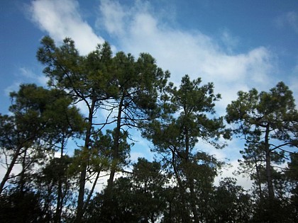 Sentier de la Forêt - Pédestre