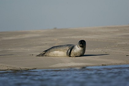 La Baie de Somme, un haut lieu ornithologique