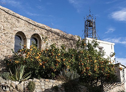 La balade des agrumes