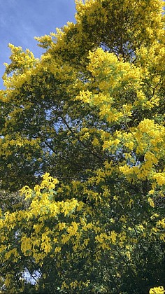 De La Colle aux Mimosas