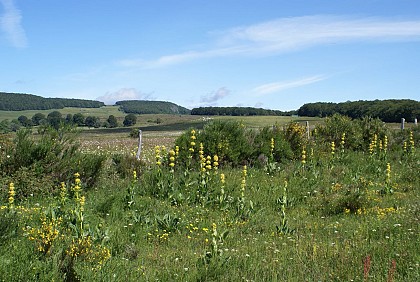 Hike The Fros Wood