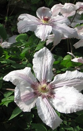 Fleurs et jardins du Val d'Arguenon