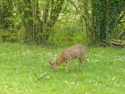 Huelgoat : circuit trail des chevreuils