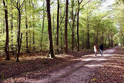 La Forêt