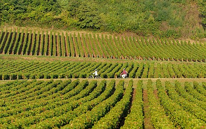 Boucle 5 : De la pierre à la vigne