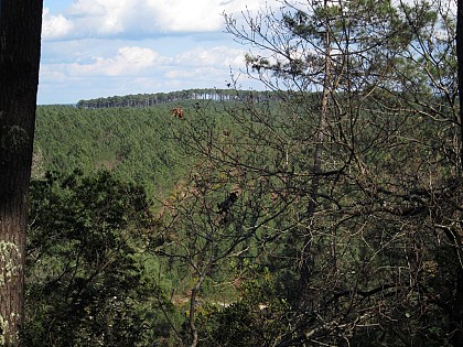 Randonnée Forêt