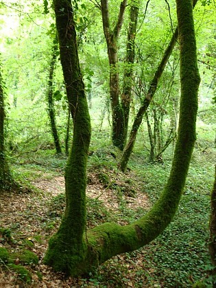 Sentier botanique - Lizio