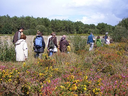 Circuit des Landes de Pinieux - Sérent