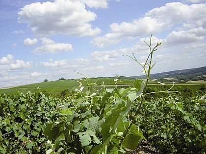 Balade sur les chemins du Breuil