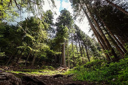 N°48 Le Sapin Bellier - boucle VTT