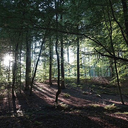 Big Crossing in the Pays de Chimay Forest – Sivry - Virelles
