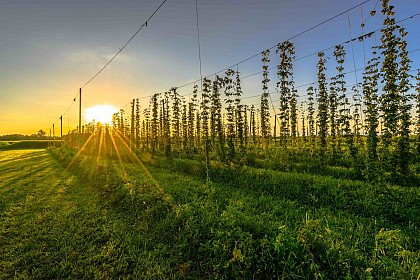 Sur la route du houblon !