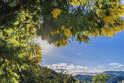 Balade au cœur des Mimosa - Tanneron