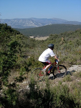 Le bois de Mont Mal