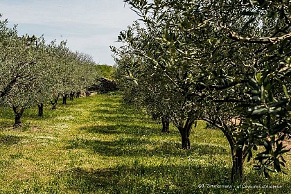 Le sentier de l'olivier