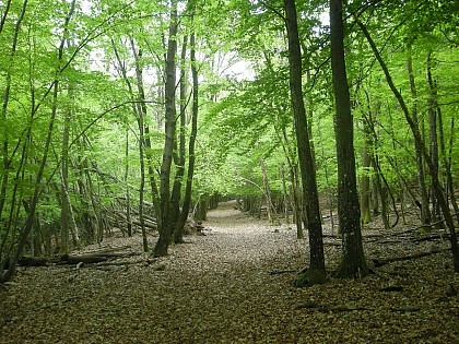 Bièvre Isère - Grand tour en Forêt de Chambaran