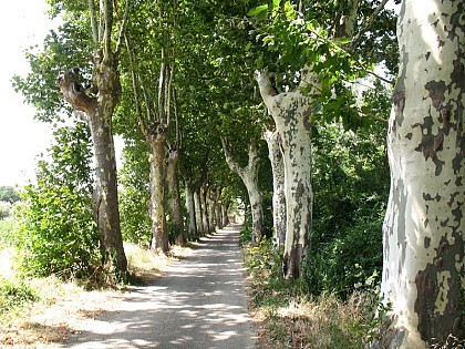 The green path - Le Chemin Vert by bike