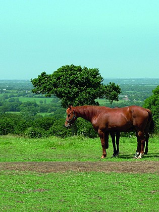 Balade champêtre au coeur du bocage