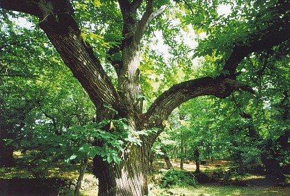 Sentier Découverte de la Châtaigne