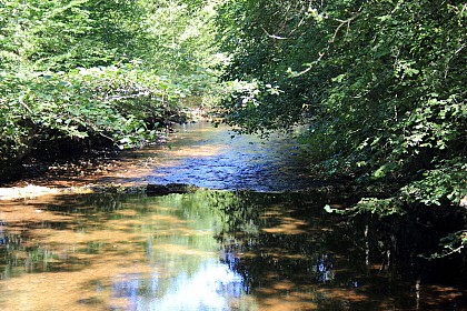 Botanical path