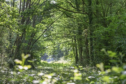 La promenade du petit Citeaux
