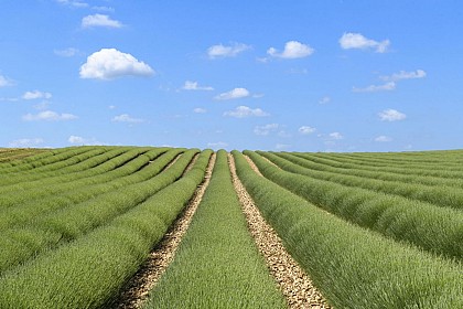 La vallée de l'Aigre et du lavandin