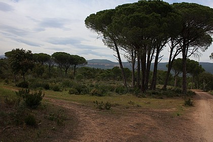 ROQUEBRUNE - Canton de Palayson - Niveau 1