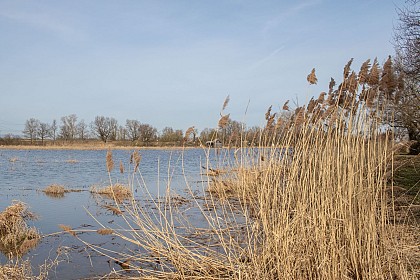 Tour of the Etang Prêle sensitive natural area in Chaneins