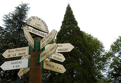 Fougères et champignons-1