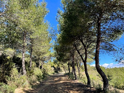 Parcours VTT Fleury : Circuit Les vinassanes au départ de l'Oustalet