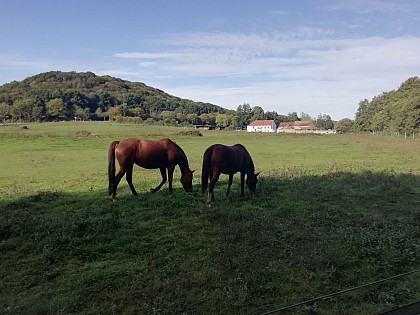 La Mérantaise