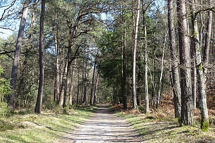 Parcours Fontainebleau - Barbizon (PNR)